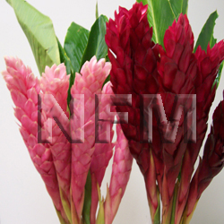 wholesale assorted ginger flowers-nationalflowermart.com